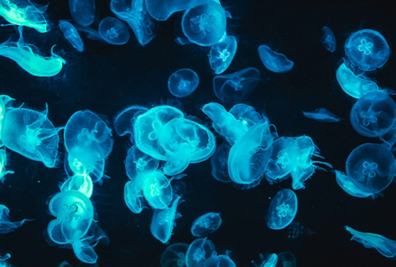Bright blue jellyfish swim against a very dark blue background