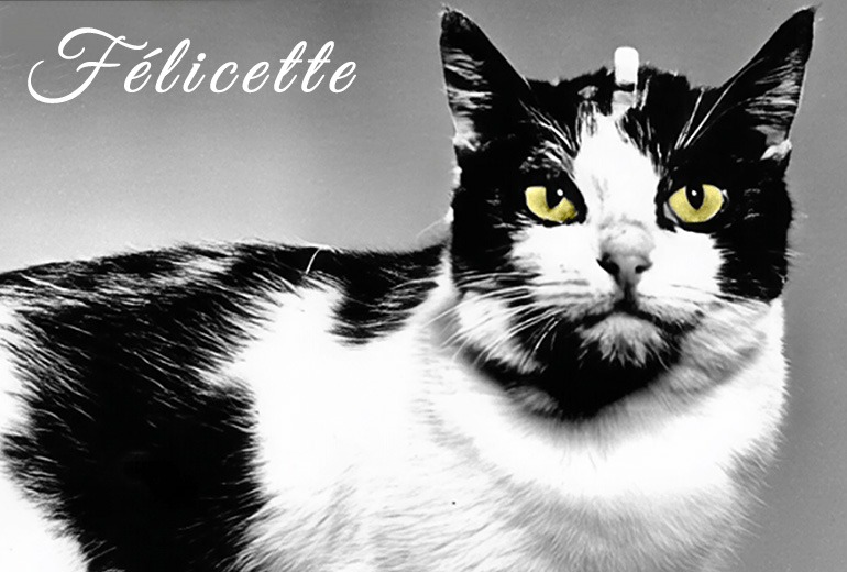 A vintage photograph of Félicette, the first cat in space. She is a black and white tuxedo cat with yellow eyes and an electrode on her head. Félicette looks distinctly unimpressed.