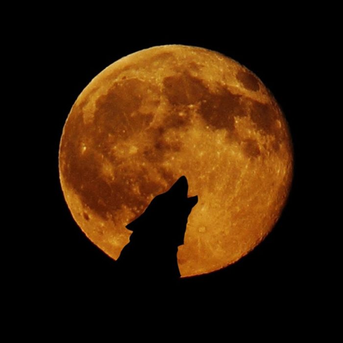 A howling wolf silhouetted against an orange-yellow moon